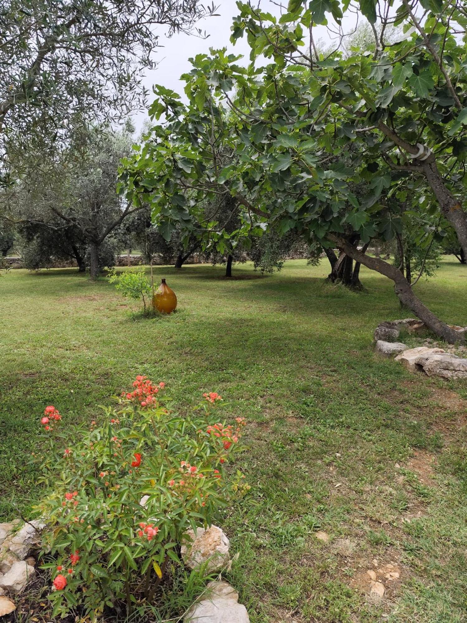 Marti'S House In The Olive Grove Apartment Fazana Exterior photo