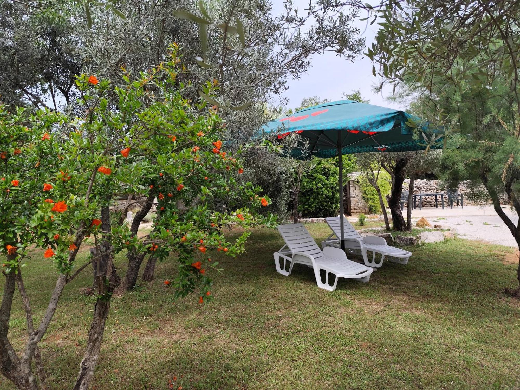 Marti'S House In The Olive Grove Apartment Fazana Exterior photo